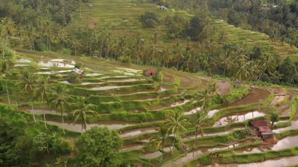 Απομακρυσμένα Balinese Χωριό Πλούσια Ορυζώνες Καλύπτονται Καρύδες — Αρχείο Βίντεο