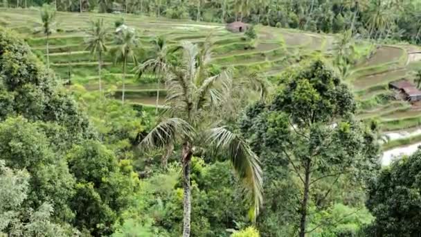 Northern Remote Bali Village Paddyfält Och Kokosnötsträd — Stockvideo