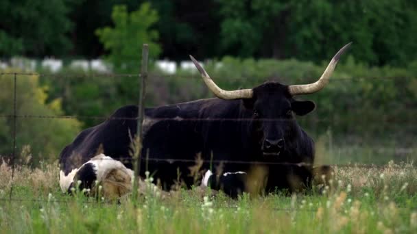 Big Cow Ruminating Slow Motion — Stock Video