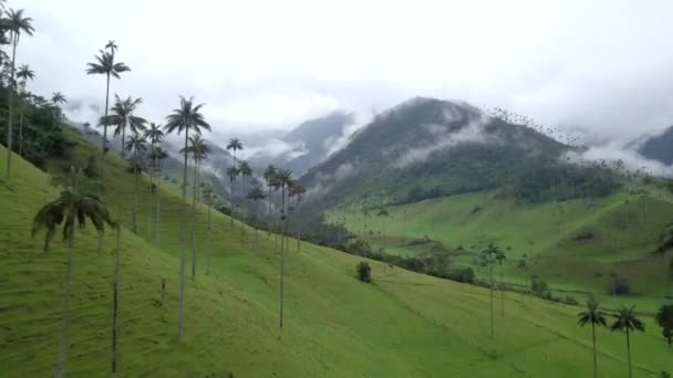 Photo Drone Dolly Cocora Valley Colombie — Video
