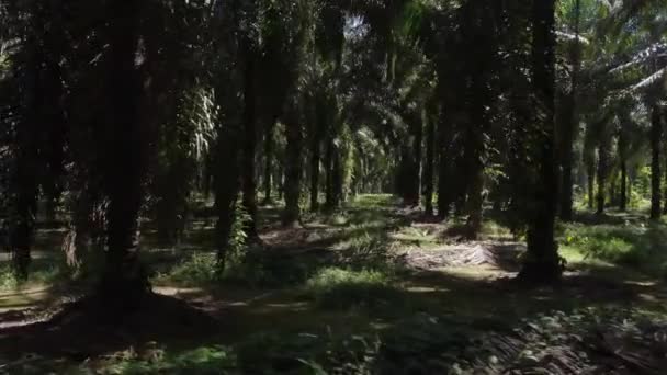 Palmiye Ağaçlarının Kosta Rika Daki Palmiye Yağı Plantasyonundaki Yavaş Insansız — Stok video