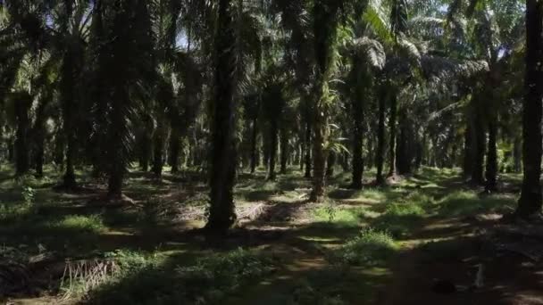 Drone Rotativo Palmeiras Plantação Óleo Palma Costa Rica — Vídeo de Stock