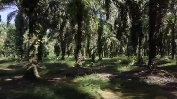 Palme Piantagione Olio Palma Costa Rica Drone Colpo Liscio — Video Stock