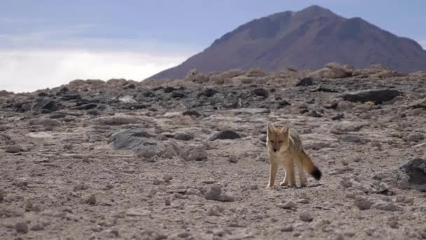 Volpe Del Deserto Nel Parco Nazionale Eduardo Avaroa Bolivia — Video Stock