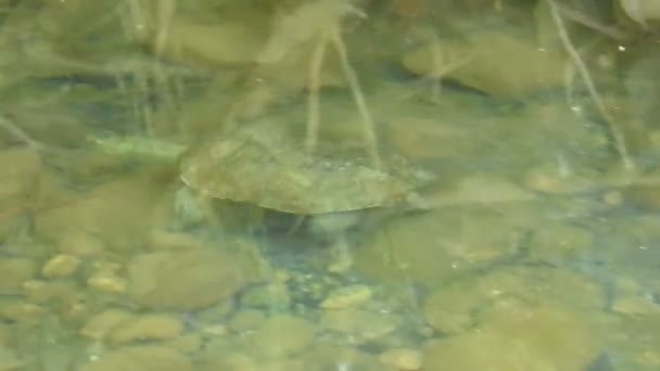 Vientre Tortuga Nadando Bajo Agua Piscina Vida Lenta Hermosa Tortuga — Vídeo de stock