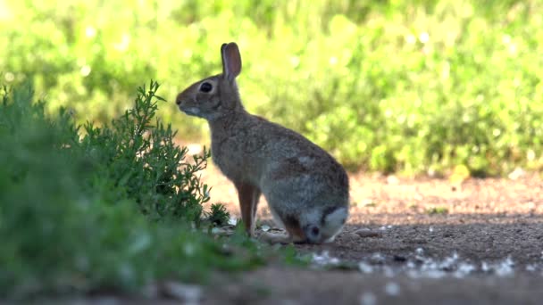 Mountain Cottontail Jumping Slow Motion — Stock Video