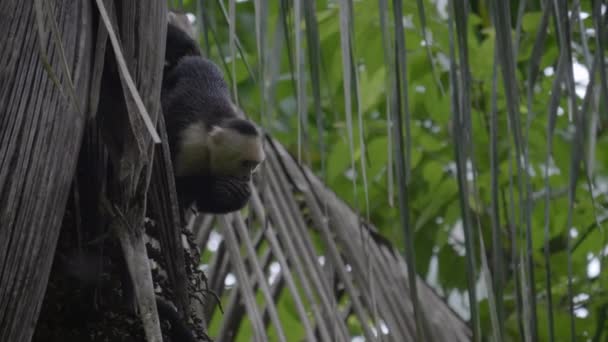 Capuchin Monkey Hanging Tree Eating Fruit Manuel Antonio National Park — Stock Video