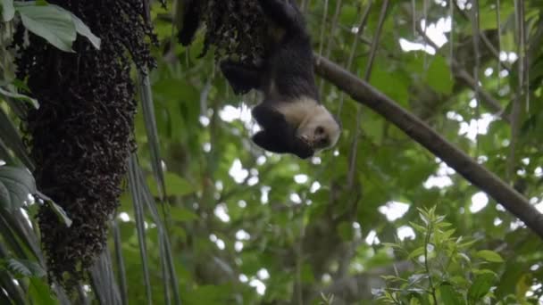 Lindo Mono Capuchino Colgado Árbol Comiendo Fruta Manuel Antonio Costa — Vídeo de stock