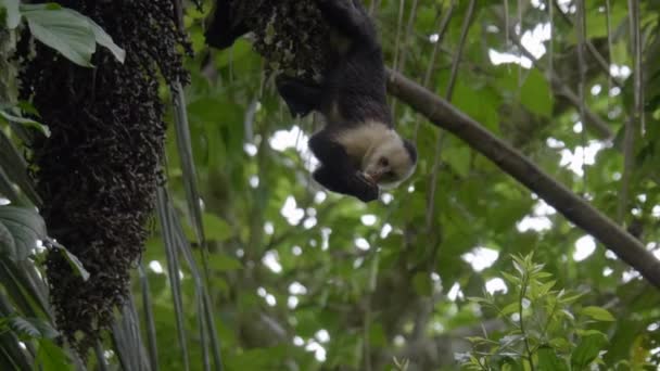 Macaco Capuchinho Lento Pendurado Árvore Comendo Frutas Manuel Antonio Costa — Vídeo de Stock