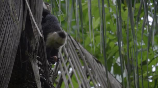 Κοντινό Πλάνο Χαριτωμένο Μαϊμού Capuchin Κρέμεται Από Ένα Δέντρο Τρώει — Αρχείο Βίντεο