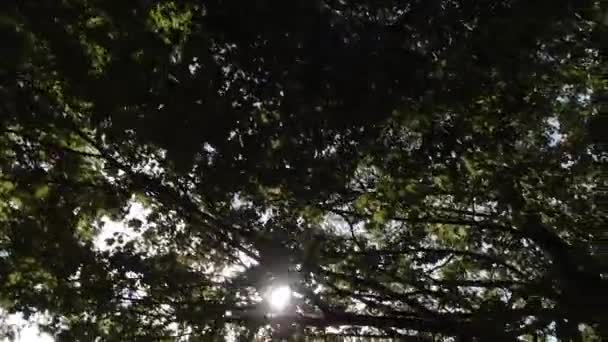 Luz Solar Através Ramos Árvore Durante Dia Verão Câmera Lenta — Vídeo de Stock