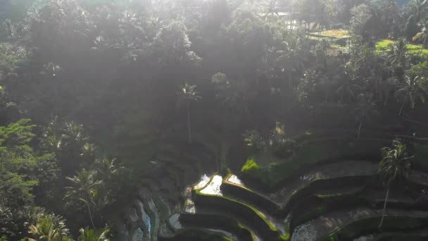 Pola Paddy Indonezji Bali — Wideo stockowe