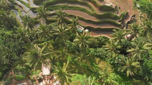 Reisfelder Indonesien Bali — Stockvideo