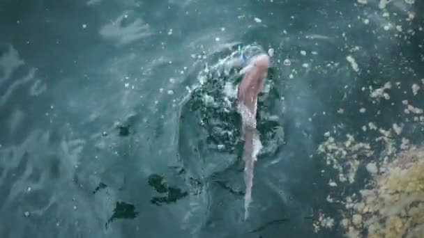 Slowmo Poisson Requin Sable Sur Crochet Nouvelle Zélande — Video