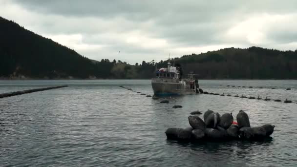 Slowmo Workers Boat Harvesting New Zealand Greenshell Mussels — Stock Video
