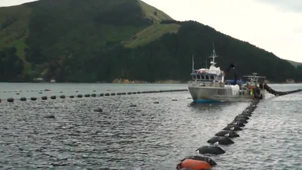 Slowmo Fazenda Mexilhões Casca Verde Nova Zelândia Com Colheita Barcos — Vídeo de Stock