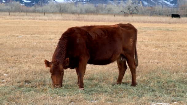 Cattle Grazing Open Space — Stock Video