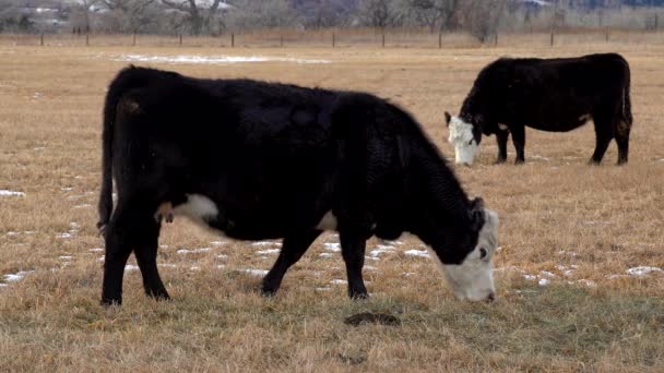 Cattle Grazing Open Space — Stock Video
