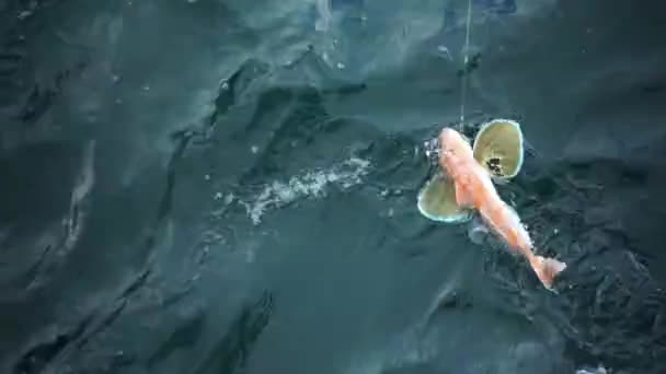 Gurnard Rouge Poisson Cought Sur Crochet Nouvelle Zélande — Video