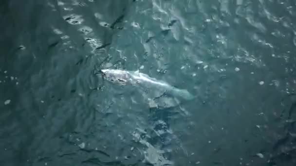 Slowmo Gevangen Vis Aan Haak Wordt Getrokken Uit Oceaanwater Nieuw — Stockvideo