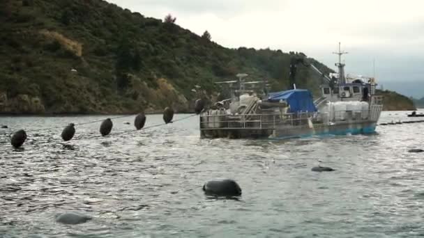 Slowmo Nieuw Zeelandse Mosselkwekerij Met Boeien Bootoogst — Stockvideo