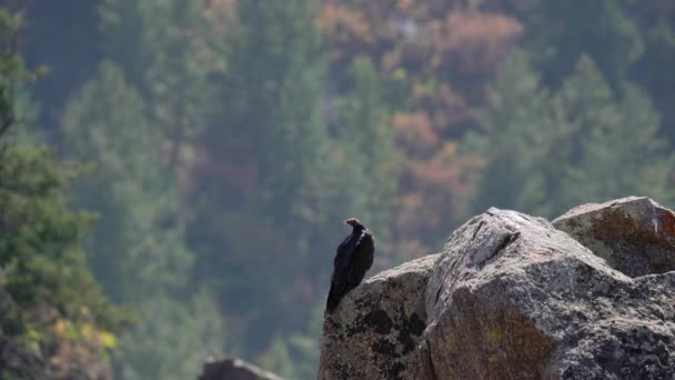 Buitre Pavo Cañón Negro Del Parque Nacional Gunnison — Vídeos de Stock