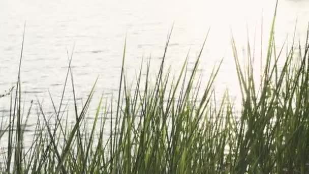 暖かいトーンで草や湖と美しい夕日 — ストック動画