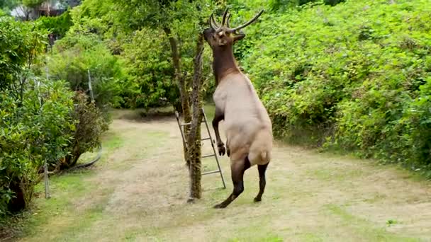 Springender Elch Frisst Früchte Vom Baum Und Dann Beeren Einem — Stockvideo