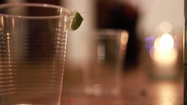 Loxa Bevestigd Aan Een Plastic Beker Nachts Zomer — Stockvideo