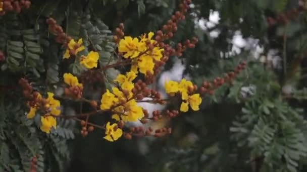 Flores Arbusto Trompeta Amarilla Ondeando Aire Sobre Árbol — Vídeos de Stock