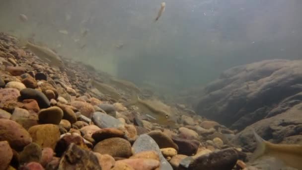 Kaeng Krachan National Park Hem För Hel Del Fantastiska Vilda — Stockvideo