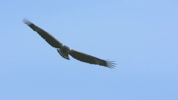 Águila Africana Volando Majestuosamente Cámara Lenta Lago Naivasha Kenia Durante — Vídeos de Stock