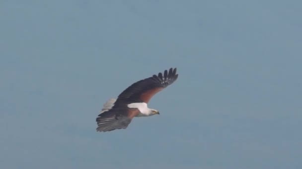 African Fish Eagle Hunting Picking Fish Lake Naivasha Kenya — Stock Video