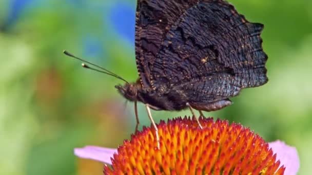 오렌지작은 거북의 등딱지 나비가 배경에 보라색 플레이서에서 화밀을 모은다 — 비디오