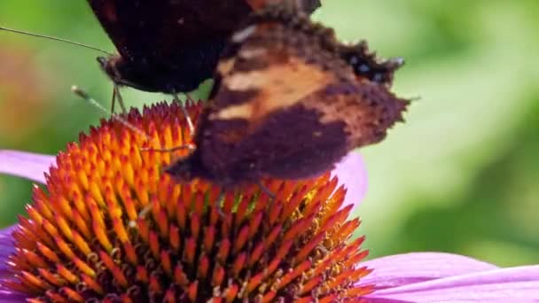 Extremo Primer Plano Macro Disparo Par Mariposas Naranjas Pequeña Tortuga — Vídeo de stock