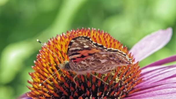 Extremo Primer Plano Macro Disparo Naranja Pequeña Mariposa Tortuga Recoger — Vídeo de stock