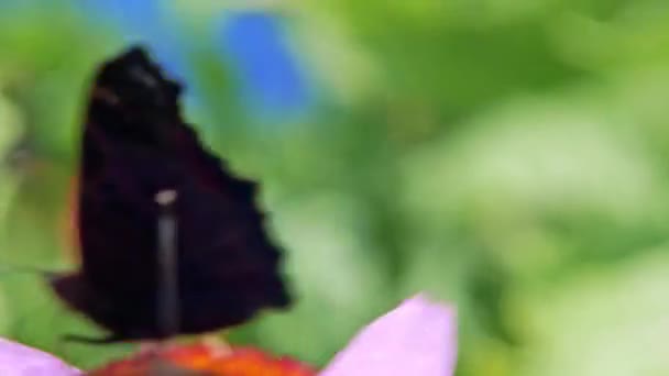 Extreme Close Macro Shot Two Orange Small Tortoiseshell Butterflies Gathering — Stok Video