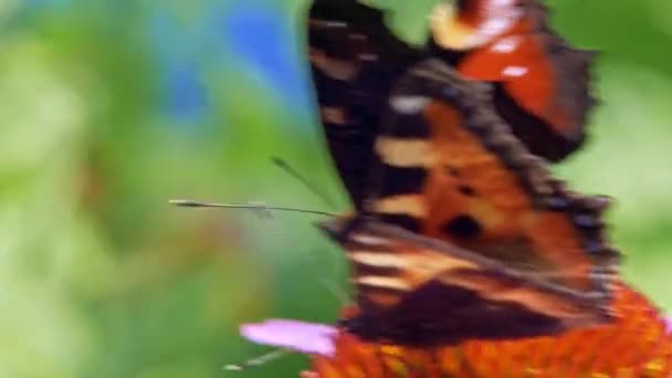 주황색의 조개껍데기 마리가 배경에 보라색 침엽수에서 화밀을 모은다 — 비디오