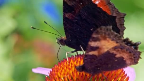 Turuncu Kaplumbağa Kabuğu Kelebeğinin Yeşil Arka Planda Mor Koni Üzerinde — Stok video