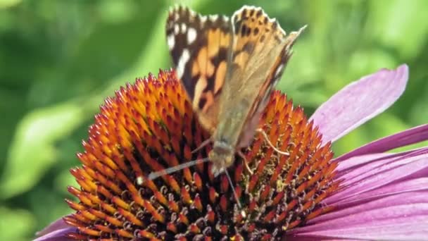 Extrem Närbild Makro Skott Orange Liten Sköldpadda Fjäril Samla Nektar — Stockvideo