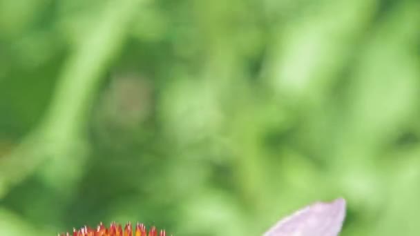 Екстремальна Крупним Планом Макрозйомка Апельсина Маленька Черепашка Метелик Збирає Нектар — стокове відео