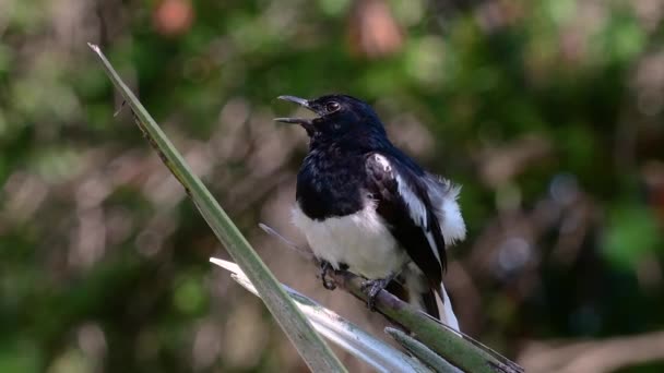 Oriental Magpie Robin Pássaro Passeriforme Muito Comum Tailândia Que Pode — Vídeo de Stock