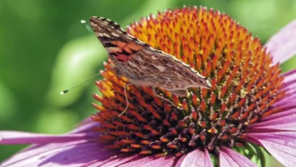 주황색의 나비의 가까이 가까운 날개를 배경에 보라색 침엽수에서 화밀을 모은다 — 비디오