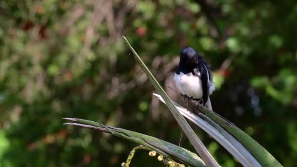 Oriental Magpie Robin Είναι Ένα Πολύ Κοινό Passerine Πουλί Στην — Αρχείο Βίντεο