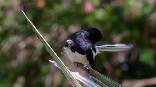 Den Orientaliska Magpie Robin Mycket Vanlig Förbipasserande Fågel Thailand Där — Stockvideo