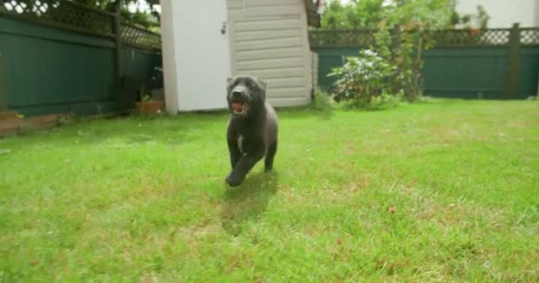 Främre Spårning Skott Valp Som Kör Förbi Sin Far Trädgården — Stockvideo