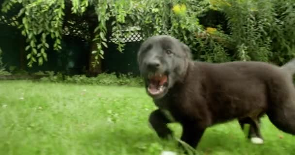 Puppies Rennen Spelen Jagen Elkaar Camera Achtertuin Slow Motion — Stockvideo