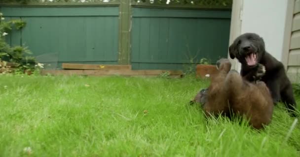 Twee Puppies Spelen Vechten Achtertuin Slow Motion — Stockvideo