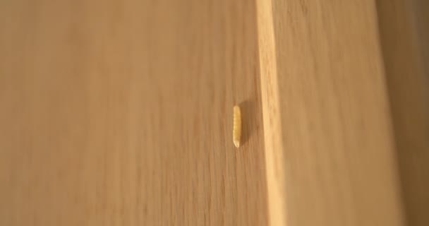 Maggot Insect Climbing Wooden Cabinet Getting Squished Tissue — Stock Video