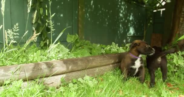 Puppies Volwassen Golden Retriever Hond Schaduw Onder Een Boom Een — Stockvideo